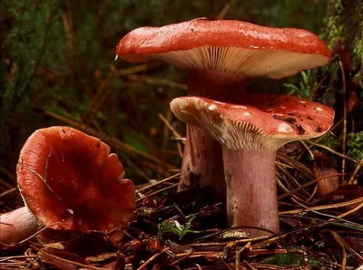 В Тюменской области четыре человека отравились грибами | Вслух.ru