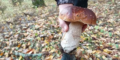 В Ленобласти жители по-прежнему собирают грибы