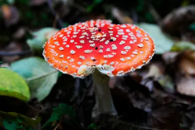 Красивые грибы летают пластинчатые грибы выросли на краю соснового леса  Стоковое Фото - изображение насчитывающей гриб, макрос: 143175522