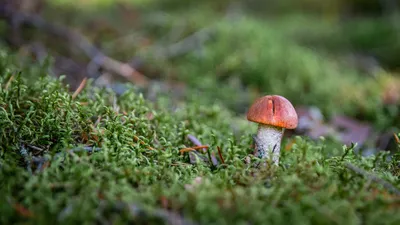 Как в лесу отличить ядовитые грибы — инструкция | 360°