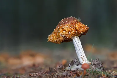 Сезон тихой охоты. Какие грибы следует выучить, чтобы не отравиться |  Ямал-Медиа
