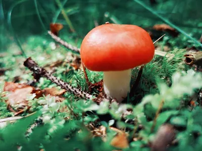 В Беловежской пуще показали съедобный гриб, который из-за пугающего  внешнего вида часто путают с ядовитым