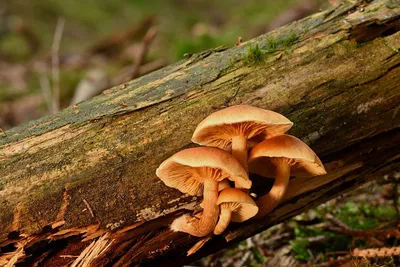 Пластинчатые грибы фото фотографии