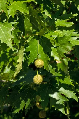 Платан восточный (Platanus orientalis) — путеводитель по отдыху в Крыму