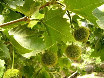 Платан Восточный фото и описание сорта 🌱 купить платан Восточный почтой  недорого в Тюмени