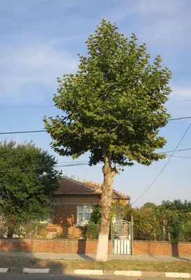 Платан восточный Кунеата (Platanus orientalis Cuneata)