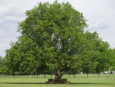 File:Платан восточный.jpg - Wikimedia Commons