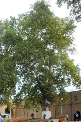 Платан восточный Кунеата (Platanus orientalis Cuneata)
