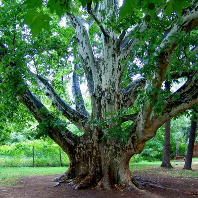 Platanus orientalis L., Платан восточный (World flora) - Pl@ntNet identify