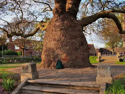 Платан восточный Минарет (Platanus orientalis Minaret)