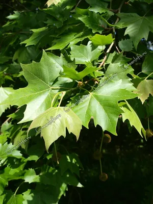 Платан восточный, Чинар, купить в Ростове, Platanus orientalis, заказать  почтой, доставка, Деревья лиственные Купить растения в Ростове-на-Дону,  Интернет-магазин, питомник растений, хвойные и лиственные, уличные,  плодовые и декоративные деревья и ...