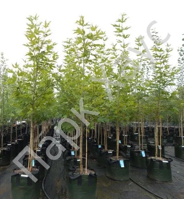 Купить семена Платан восточный (чинара). Platanus orientalis | Семена и  саженцы Анатолия Орлова