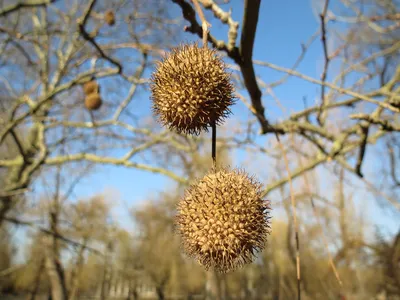 Platanus orientalis | Platanus orientalis (Платан восточный)… | felixout |  Flickr