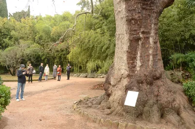 Платан восточный / Platanus orientalis | MULTIFLORA