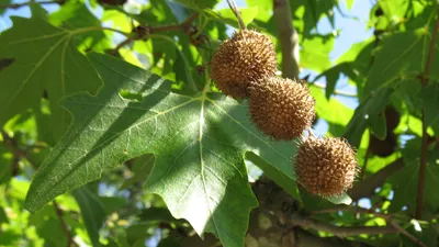 Чинар, Платан восточный, купить, Platanus orientalis 'Digitata', заказать  почтой, доставка, Деревья лиственные Купить растения в Ростове-на-Дону,  Интернет-магазин, питомник растений, хвойные и лиственные, уличные,  плодовые и декоративные деревья и ...