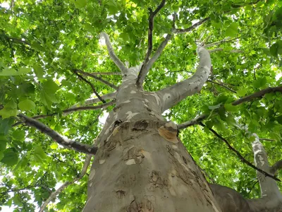 Platanus orientalis | Platanus orientalis (Платан восточный)… | felixout |  Flickr