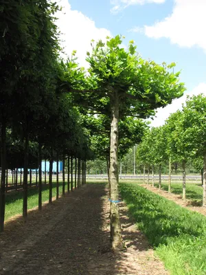 Платан кленолистный саженцы с комом земли. Platanus acerifolia описание  растения | PLANTE.md