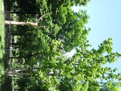 Платан восточный, Чинар, купить, Platanus orientalis, заказать почтой,  Деревья лиственные Купить растения в Ростове-на-Дону, Интернет-магазин,  питомник растений, хвойные и лиственные, уличные, плодовые и декоративные  деревья и кустарники, растения ...