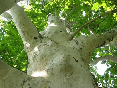 Платан восточный / Platanus orientalis | MULTIFLORA