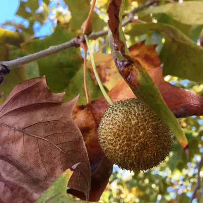 Платан (Platanus) - PictureThis