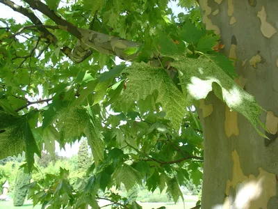 File:Платан восточный в Таганроге.jpg - Wikimedia Commons
