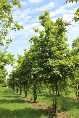Платан восточный / Platanus orientalis | MULTIFLORA