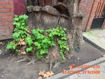 Платан / Деревья / Энциклопедия растений / FloraPedia.ru - Энциклопедия  растений