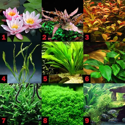 Топ 30 растений для нано аквариума | AkvaLab, место где изучают аквариумы |  Дзен