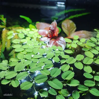 Водоросли и растения в аквариуме | АрованАква магазин аквариумов | Дзен