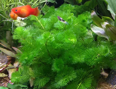 Плавающие аквариумные растения! | FanFishka аквариум ФанФишка | Дзен