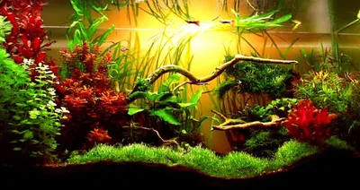 Плавающие аквариумные растения - Tallinn - Животные, Аквариумистика купить  и продать – okidoki