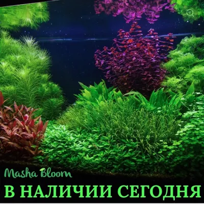 Плавающие аквариумные растения: разновидности, выбор и особенности ухода