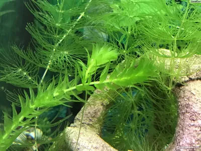 Пресноводные аквариумные растения | Кокедама ру