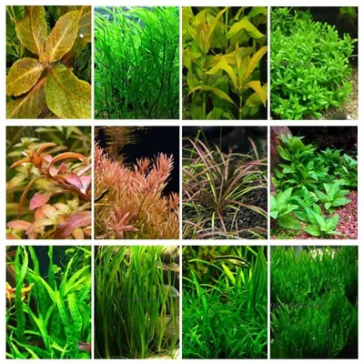 Плавающие аквариумные растения | Полезные растения в аквариуме |  Аквариумные растения - YouTube