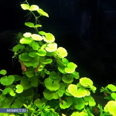 Почему не растут аквариумные растения. 10 причин - Аква-сервис