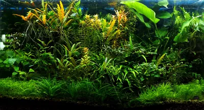 Живые аквариумные растения : Утрикулария граминифолия
