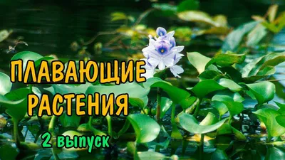 Низкая цена! Купить 0) Пистия ( Pistia)- плавающее растение, подходит для  начинающих аквариумистов за 50 руб.! В наличии более 280 видов аквариумных  рыбок и 4000 товаров для аквариума!