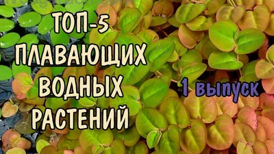 ПЛАВАЮЩИЕ АКВАРИУМНЫЕ РАСТЕНИЯ (Аквариумные растения)