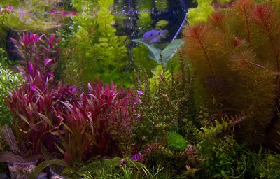 Самые красивые растения для аквариумов | Алеста | Дзен