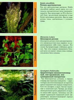 Аквариумные растения: истории из жизни, советы, новости, юмор и картинки —  Все посты | Пикабу