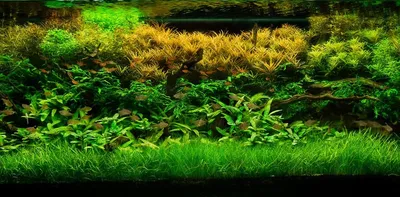 Элодея денса (Egeria densa), M пучок | Аквариумные растения | Аквариумный  интернет-магазин. Аквариумные рыбки и растения, аквариумы и оборудование |