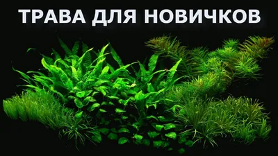Плавающие аквариумные растения - Доска бесплатных объявлений Mur.tv