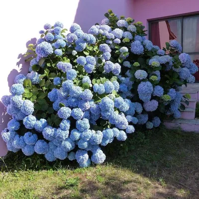 Hydrangea anomala subsp. petiolaris, Гортензия черешковая (плетистая)