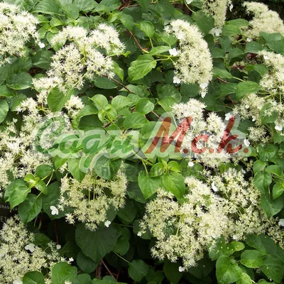 Гортензия черешковая вьющаяся (Hydrangea anomala petiolaris) - Зеленый сад