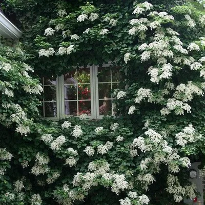 Гортензия плетистая Петиоларис. (Hydrangea anomala Petiolaris) С5 купить в  интернет-магазине ЦВІТСАД с доставкой по Украине