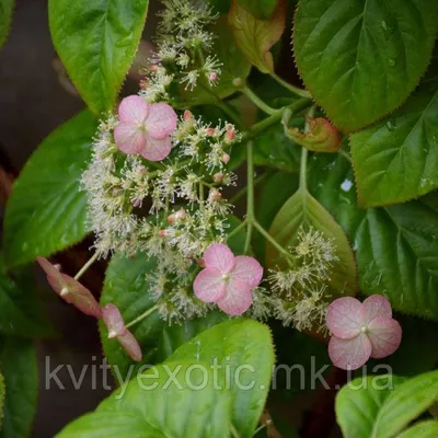 Гортензія плетуча \"Petiolaris\" Hydrangea anomala \"Petiolaris\". Гортензия  плетистая \"Петиоларис\". (ID#1282122175), цена: 690 ₴, купить на Prom.ua