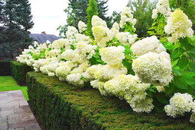 Гортензія в'юнка \"Crûg Coral\". Гортензия плетистая \"Crûg Coral\". Hydrangea  anomala \"Crûg Coral\". (ID#1521601621), цена: 400 ₴, купить на Prom.ua