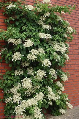 Гортензия плетистая Петиоларис. (Hydrangea anomala Petiolaris) С7,5 купить  в интернет-магазине ЦВІТСАД с доставкой по Украине