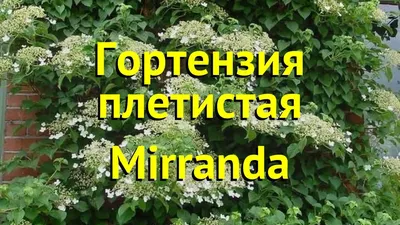 Гортензия черешковая вьющаяся (Hydrangea anomala petiolaris) - Зеленый сад