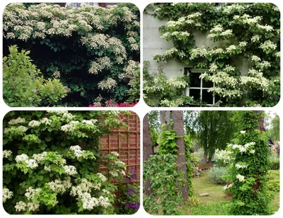 Гортензія в'юнка \"Take a Chance\". Гортензия плетистая. Hydrangea anomala  petiolaris \"Take a Chance\".: продажа, цена в Николаеве. Сад, общее от  \"Екзотичнi квiти, дерева та чагарники\" - 1352910556